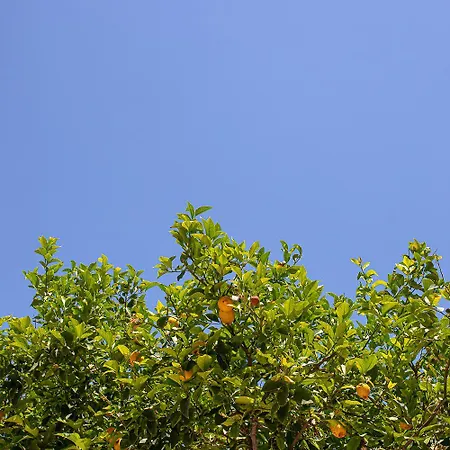 بيت للعطل Lemon Tree Family House