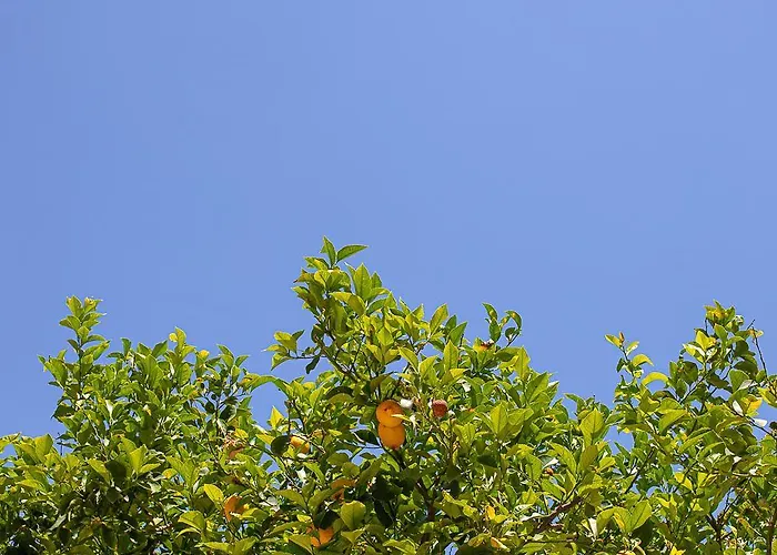 Nyaraló Lemon Tree Family House